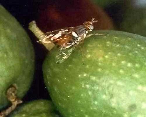 adulto della mosca dell'olivo