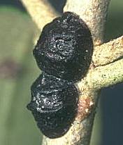 Adulto di Palpita unionalis